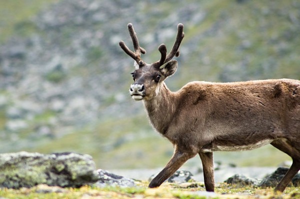 Reindeer in the Arctic are now shrinking in size due to lack of food. (Alexandre Buisse/CC BY-SA 3.0)