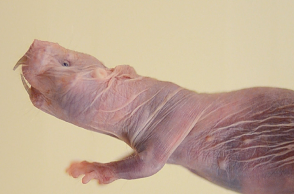 This naked mole rate can live for up to 30 years. This characteristic makes them perfect for Google-funded research by Calico Lab. (YouTube)