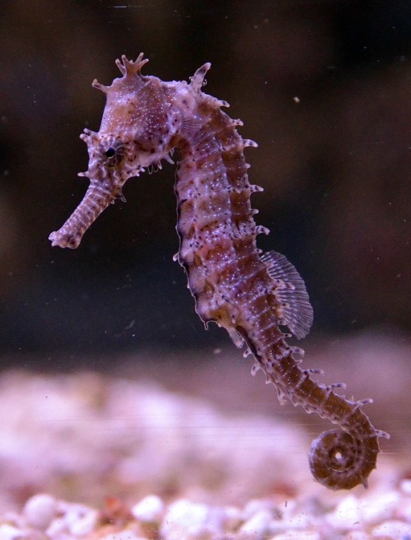 An image of the Barbour's seahorse. (Universitat Konstanz)