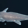 The pointy-nosed blue chimaera, or ghost shark, was filmed alive for the first time ever off the coasts of Hawaii and California. (YouTube)