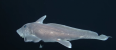 The pointy-nosed blue chimaera, or ghost shark, was filmed alive for the first time ever off the coasts of Hawaii and California. (YouTube)