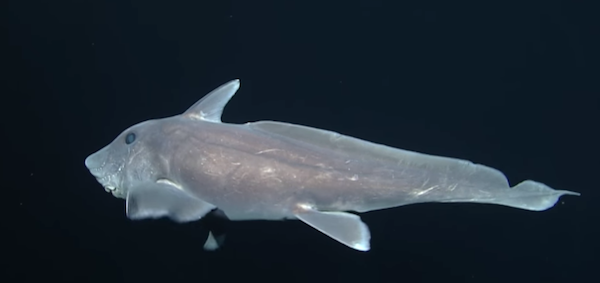 The pointy-nosed blue chimaera, or ghost shark, was filmed alive for the first time ever off the coasts of Hawaii and California. (YouTube)