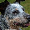 A new study suggests that stress and anxiety can turn a dog’s muzzle fur gray. (Erin Murphy/CC BY-SA 2.0)