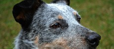 A new study suggests that stress and anxiety can turn a dog’s muzzle fur gray. (Erin Murphy/CC BY-SA 2.0)