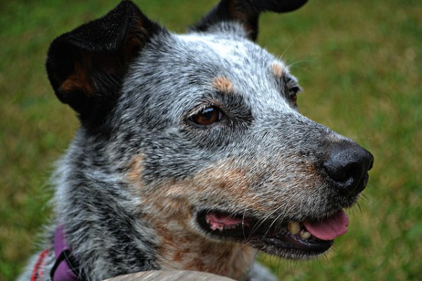 A new study suggests that stress and anxiety can turn a dog’s muzzle fur gray. (Erin Murphy/CC BY-SA 2.0)