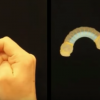 This soft actuator bends like an index finger when powered by a pressure source. (YouTube)