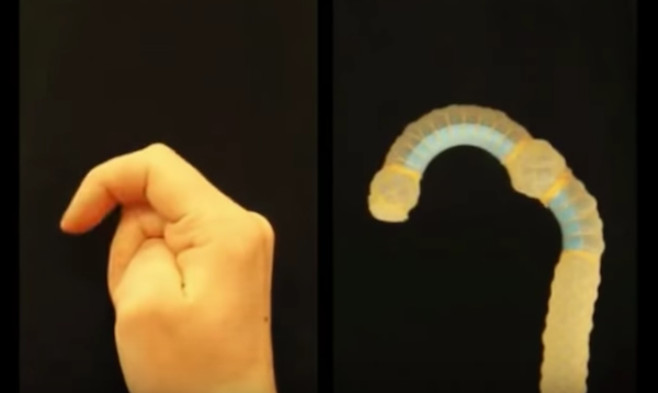 This soft actuator bends like an index finger when powered by a pressure source. (YouTube)