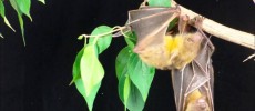 A new study has discovered that Egyptian fruit bats make sounds to communicate. (YouTube)