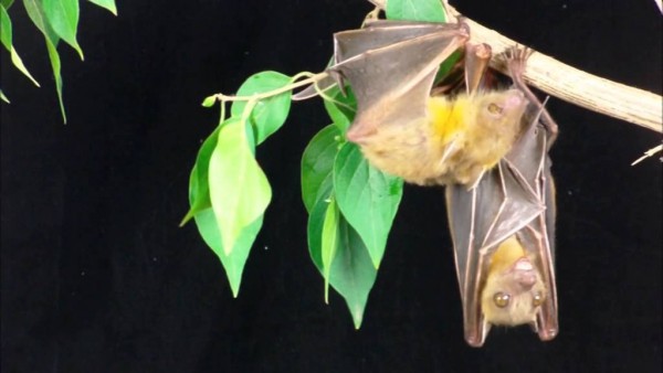 A new study has discovered that Egyptian fruit bats make sounds to communicate. (YouTube)