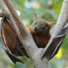 A new study has revealed that a virus infecting the fungal pathogen of bats can track the transmission of the lethal disease. (Anton 17/CC BY-SA 4.0)