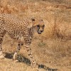 Scientists have made an appeal to move cheetahs up from 