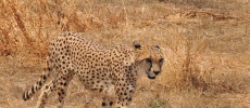 Scientists have made an appeal to move cheetahs up from 