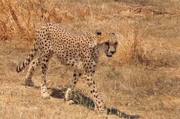 Scientists have made an appeal to move cheetahs up from "Vulnerable" to "Endangered" as the population of the fast cat continues to decline rapidly. (dims2012/CC BY 2.0)