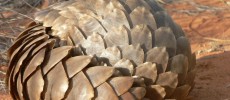 Pangolins use their scales to protect themselves from predators. (IUCN SSC Pangolin Specialist Group)