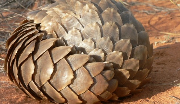 Pangolins use their scales to protect themselves from predators. (IUCN SSC Pangolin Specialist Group)