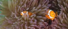 Great Barrier Reef