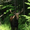 A study about the impacts of climate change on Vermont Moose population has commenced. (GD Taber / CC BY-NC-ND 2.0)