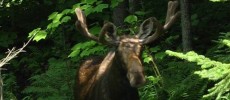 A study about the impacts of climate change on Vermont Moose population has commenced. (GD Taber / CC BY-NC-ND 2.0)