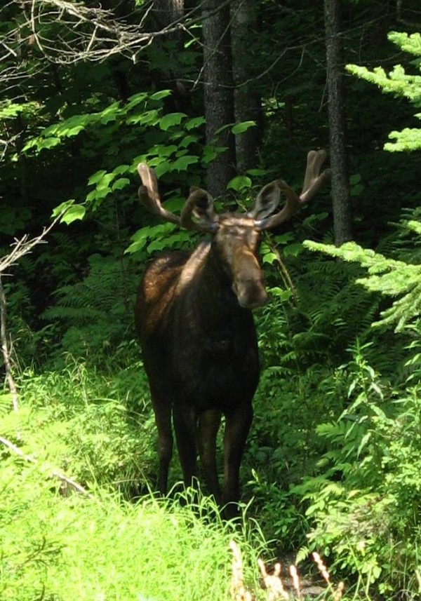 A study about the impacts of climate change on Vermont Moose population has commenced. (GD Taber / CC BY-NC-ND 2.0)