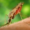 Seven key proteins in the Zika virus out of fourteen were found to be the cause of the damages to the exposed fission yeast cells in the experiment. (ArtsyBee)