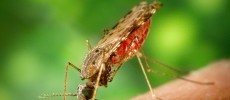 Seven key proteins in the Zika virus out of fourteen were found to be the cause of the damages to the exposed fission yeast cells in the experiment. (ArtsyBee)