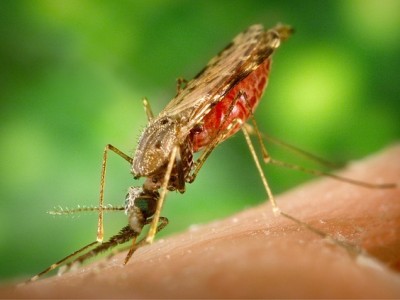Seven key proteins in the Zika virus out of fourteen were found to be the cause of the damages to the exposed fission yeast cells in the experiment. (ArtsyBee)