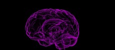 For the study, the rates at which teeth and brains have evolved along the different branches of the human evolutionary tree were measured and compared. (sbtlneet)