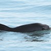 There are only 30 vaquita porpoises in the wild today. (SEMARNAT)