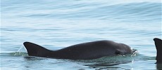 There are only 30 vaquita porpoises in the wild today. (SEMARNAT)