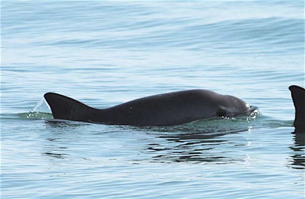 There are only 30 vaquita porpoises in the wild today. (SEMARNAT)