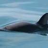 There are only 60 vaquita porpoises in the wild today.  (Paula Olson/NOAA)