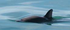 There are only 60 vaquita porpoises in the wild today.  (Paula Olson/NOAA)