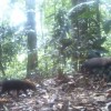 Camera trap photo of bush dogs in the wet tropical forests of Pirre, Darién Province, Panama, March 20, 2015.