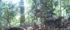 Camera trap photo of bush dogs in the wet tropical forests of Pirre, Darién Province, Panama, March 20, 2015.