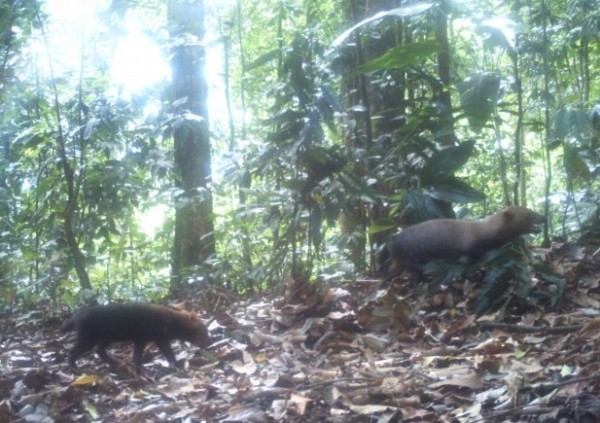 Camera trap photo of bush dogs in the wet tropical forests of Pirre, Darién Province, Panama, March 20, 2015.