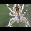 A group of researchers from Sweden used proteins from E.coli to spin artificial spider silk. (YouTube)