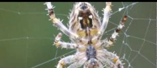 A group of researchers from Sweden used proteins from E.coli to spin artificial spider silk. (YouTube)