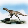 A reconstruction of the Dracoraptor by artist Bob Nicholls.
