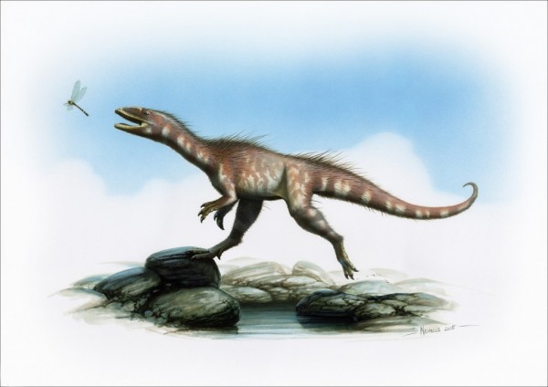 A reconstruction of the Dracoraptor by artist Bob Nicholls.