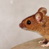 Researchers have found a way to trigger a killer instinct in mice.