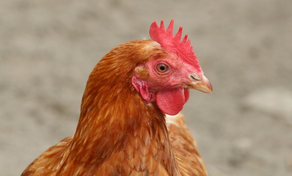 Scientists say that chickens are not stupid afterall.