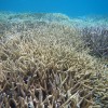 About 3/4 of the reefs in Sekisei Lagoon in Okinawa are now dying. (rurinoshima/CC BY-NC-ND 2.0)