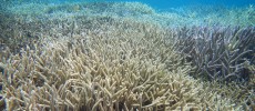 About 3/4 of the reefs in Sekisei Lagoon in Okinawa are now dying. (rurinoshima/CC BY-NC-ND 2.0)