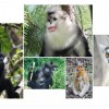 The image above shows some endandered nonhuman primates. (Paul Garber/Matthias AppelRuggiero Richard/Fan Peng-Fei)
