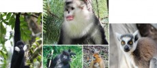 The image above shows some endandered nonhuman primates. (Paul Garber/Matthias AppelRuggiero Richard/Fan Peng-Fei)