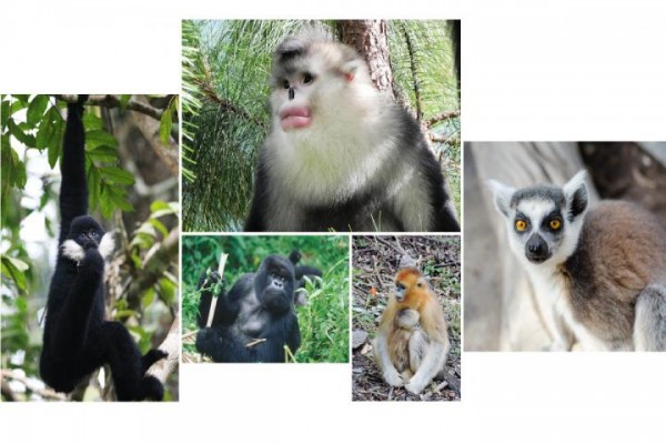 The image above shows some endandered nonhuman primates. (Paul Garber/Matthias AppelRuggiero Richard/Fan Peng-Fei)