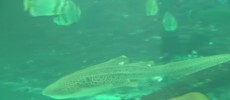 Leonie the leopard shark in an aquarium in Queensland, Australia has given birth to pups without any male mate. (University of Queensland)