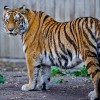 Caspian tigers could be reintroduced to Central Asia over the next 50 years. (Bill Ebbesen/CC BY 3.0)