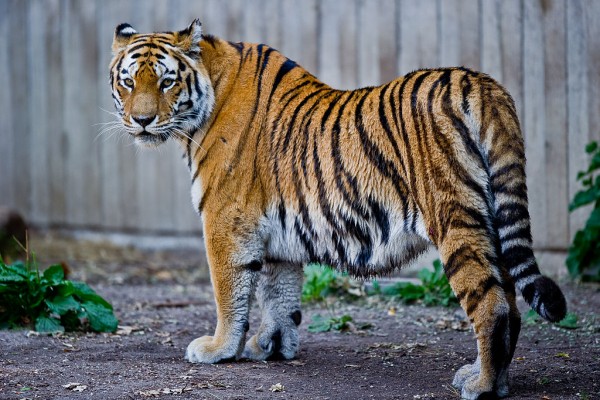 Caspian tigers could be reintroduced to Central Asia over the next 50 years. (Bill Ebbesen/CC BY 3.0)