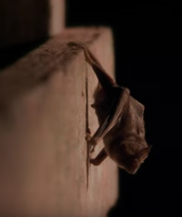 Scientists say that the bats are adapting fast to the consumption of human blood. (YouTube)